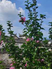 馬頭牆群（麗水縉雲）