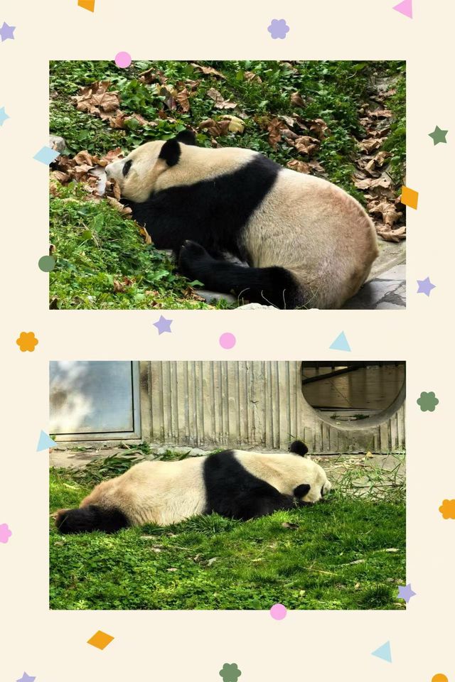 在四川看熊貓去這幾個地方就行了
