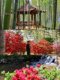 以為臨平公園夠美了！直到去了湖州杜鵑花海