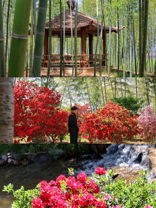 以為臨平公園夠美了！直到去了湖州杜鵑花海