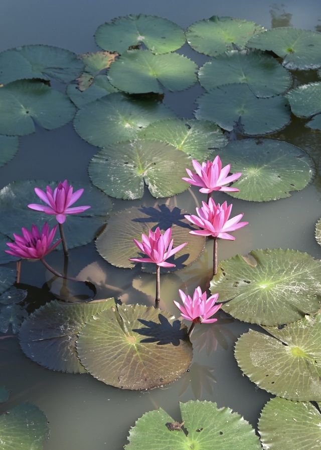 版納中科植物園闖入熱帶異世界