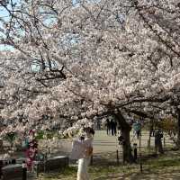 🌸福岡天神中央公園櫻花季全攻略！藏在花海中的百年秘境