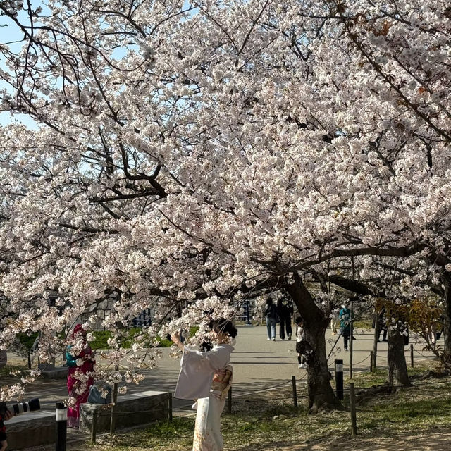 🌸福岡天神中央公園櫻花季全攻略！藏在花海中的百年秘境