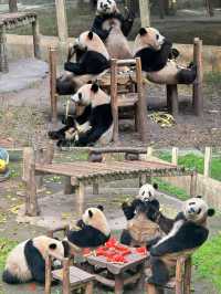本地人嘅私藏！一篇搞掂重慶動物園嘅超全攻略，睇熊貓、影靚相！