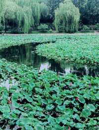 呢度唔止有神樹！北京治癒系帶娃公園！詳見攻略！