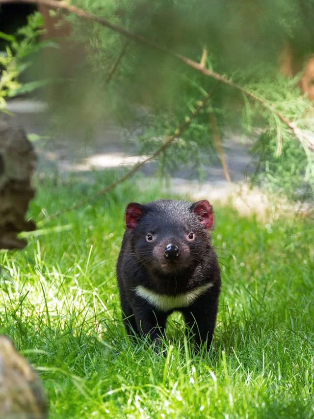 塔斯馬尼亞神奇動物指南！探索塔州新玩法