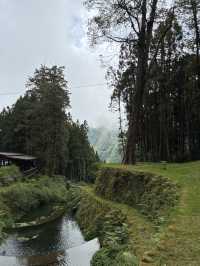 阿里山半日遊
