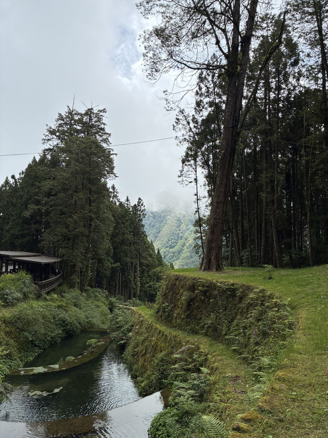 阿里山半日遊