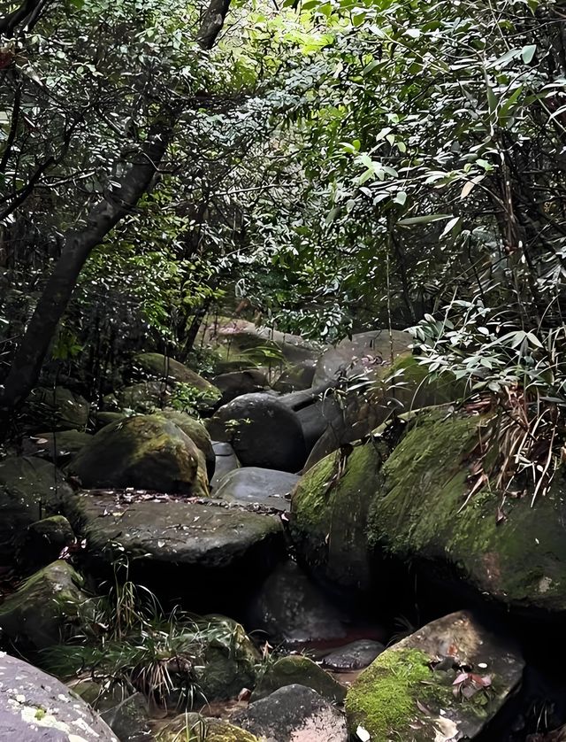 漳州貢鴨山森林公園：徒步探尋自然秘境