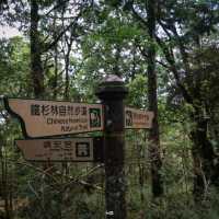 เดินเล่นป่าโบราณไต้หวัน Taipingshan