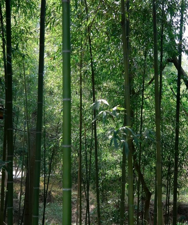 探秘京山：綠林漂流×虎爪紅葉×太子餵鹿全攻略！