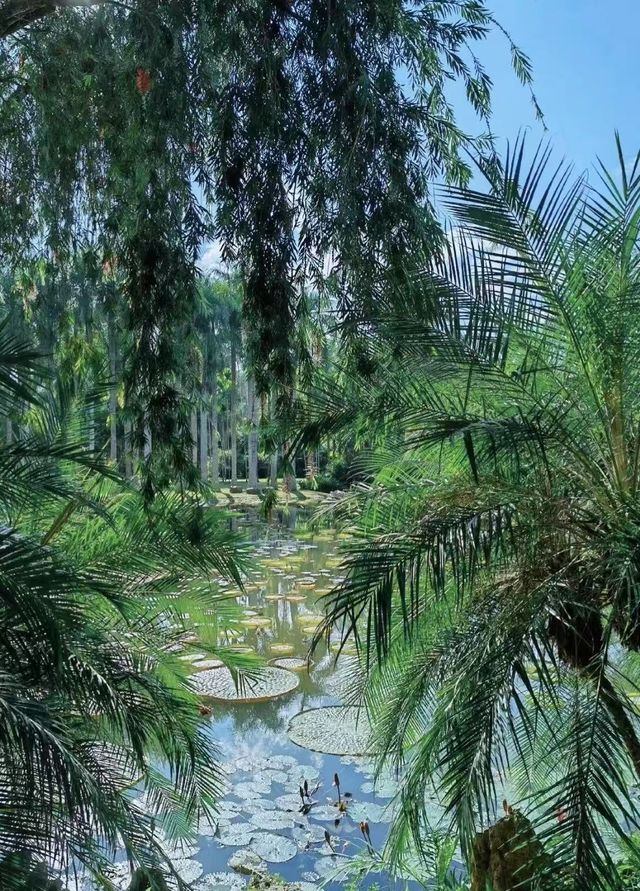 探秘版納中科院植物園：熱帶植物的奇幻王國