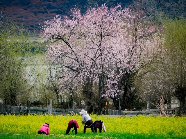 詩意嘅中國林芝站：林芝7日6夜旅行計劃