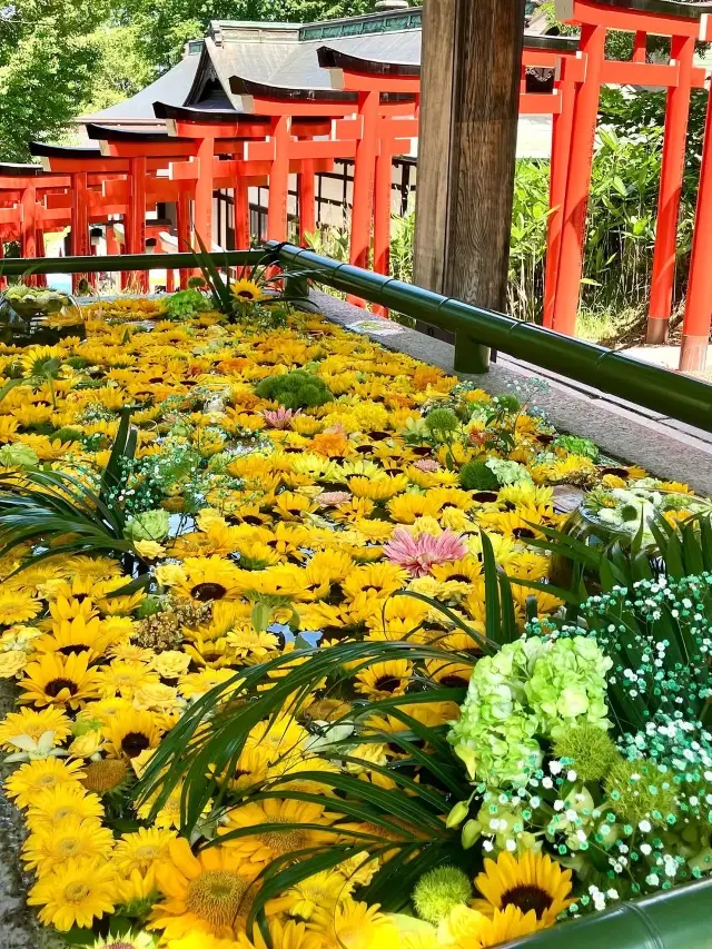 오타루 해바라기 한여름 여행