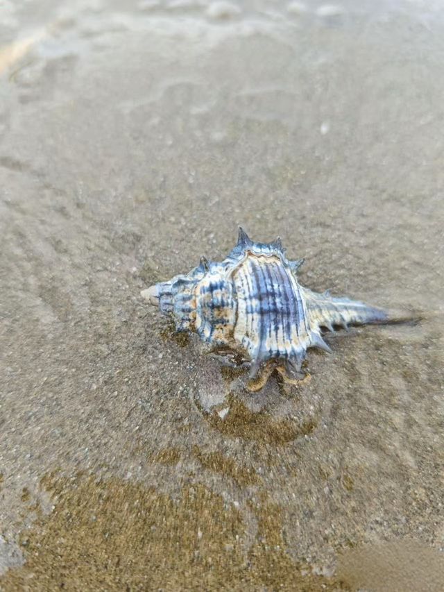 保姆級趕海攻略，讓你輕鬆收穫滿滿