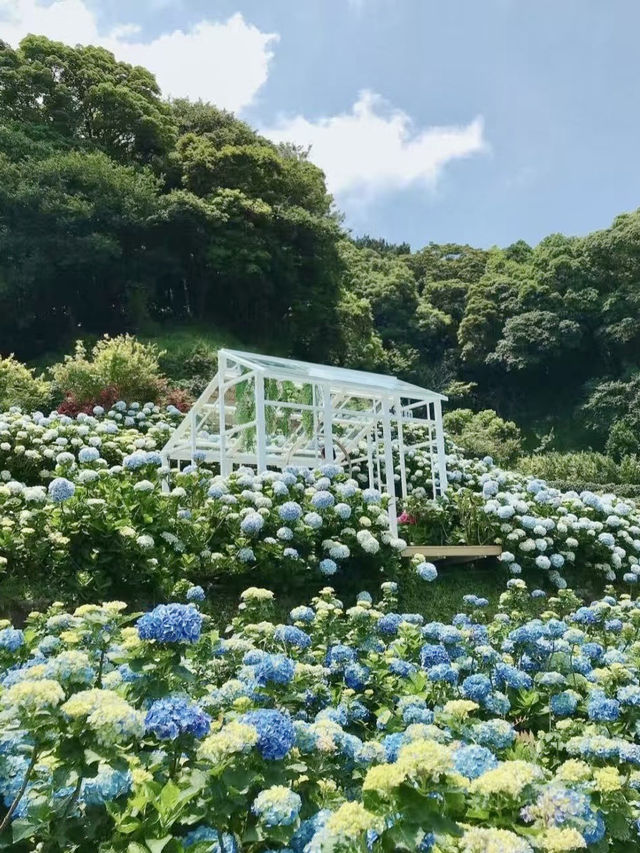 藍紫煙雲裡的浪漫午後