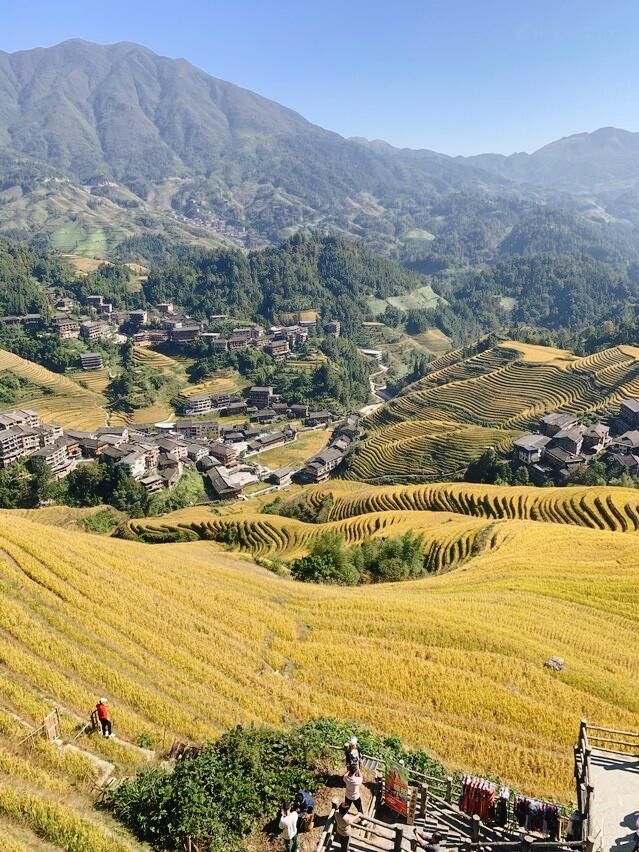 人生建議：2025 一定要去龍脊梯田看風吹麥浪