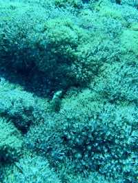 科莫多島｜與海底巨龍的邂逅