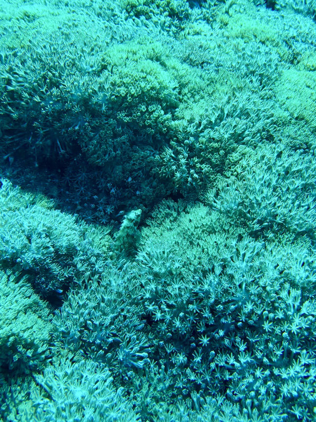 科莫多島｜與海底巨龍的邂逅