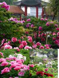 菏澤牡丹花城2日遊｜1000元搞定春日限定浪漫