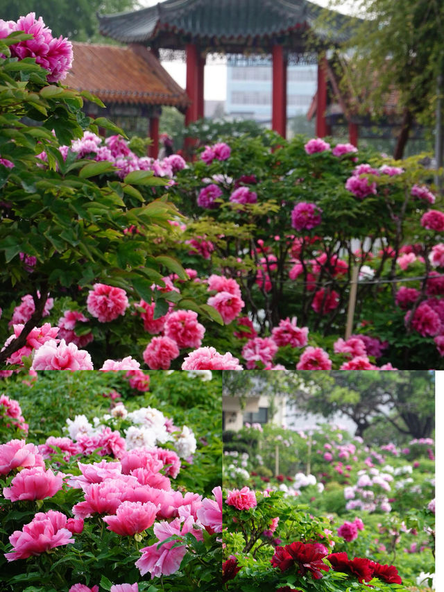 菏澤牡丹花城2日遊｜1000元搞定春日限定浪漫