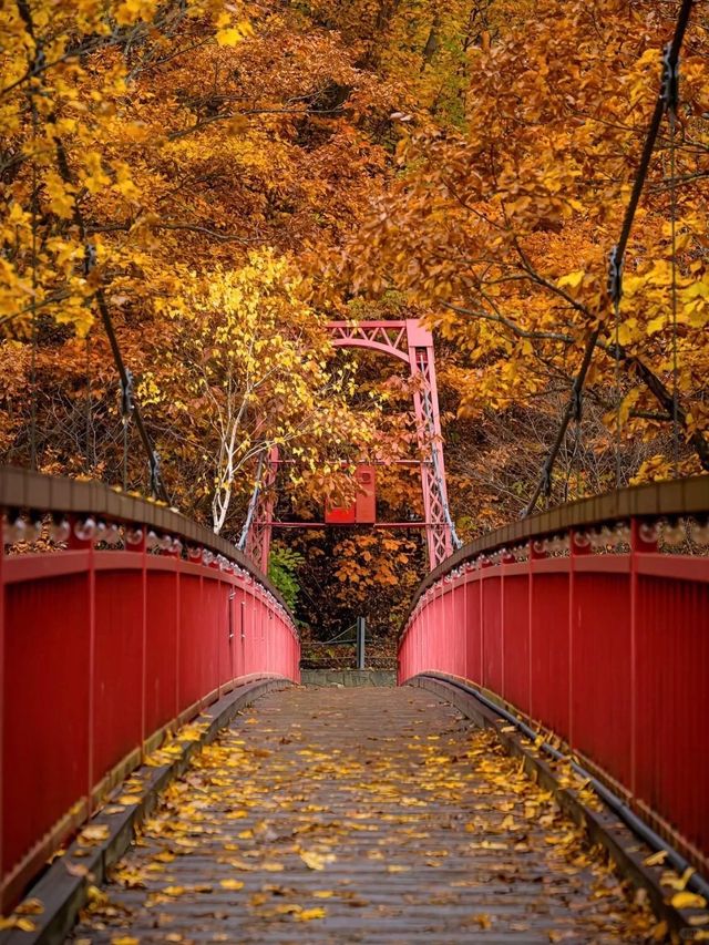 日本10月北海道：秋色與溫泉的盛宴。