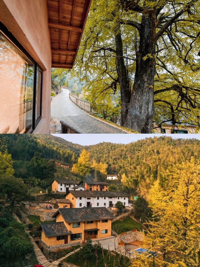 吉安萬安秋季|深山古村追銀杏 吉安萬安秋季|深山古村追銀杏