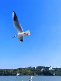 太湖落日觀鳥絕佳地