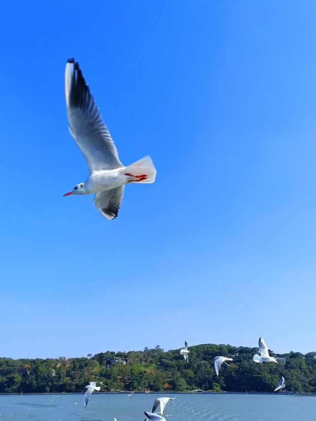 太湖落日觀鳥絕佳地