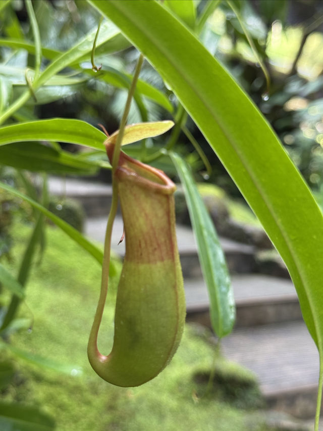 仙湖植物園：深圳綠肺，藏盡四季植物奇觀