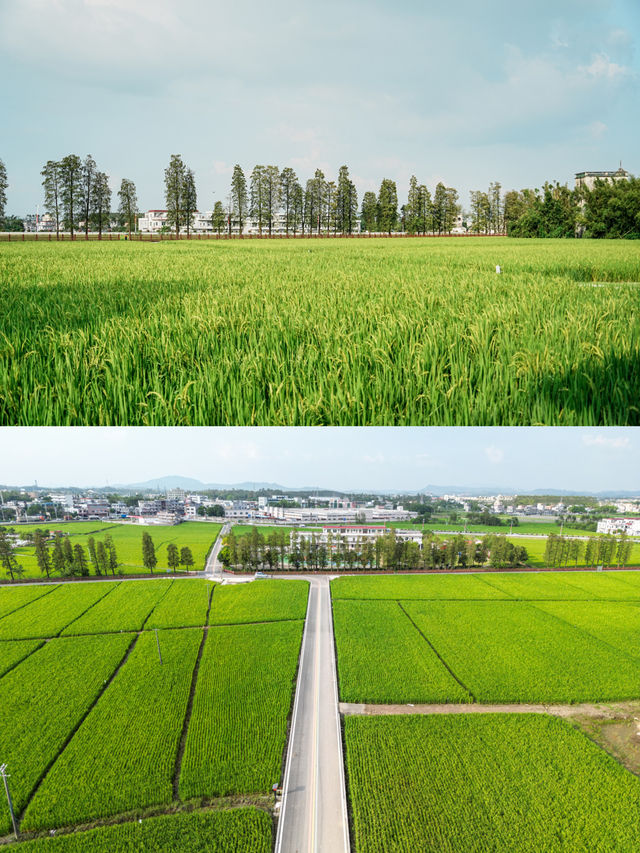 江門農文旅太厲害了！開平鷹村藏著世遺與煙火的浪漫