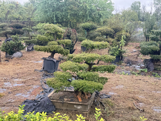 抓住鬱金香最後的綻放期！武漢秋日花海浪漫打卡指南