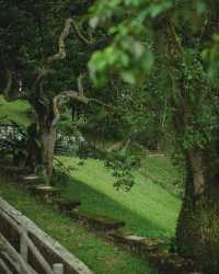 吉隆坡私藏！免費殖民風植物園+1h車程森林民宿，打工人週末躺