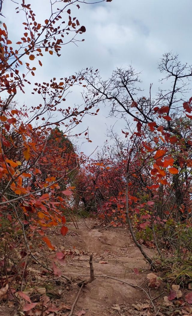 洛陽秋徒步–新安縣荊紫仙山的紅葉