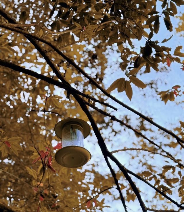 阜平深秋美景解鎖啦｜天生橋的彩林美到失語