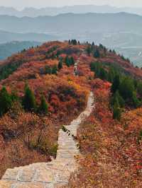 濟南賞紅葉必去｜郎茂山·蠍子山絕美秋色大公開