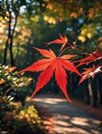 藏在遼東的「楓葉秘境」,老邊溝的秋紅醉了時光