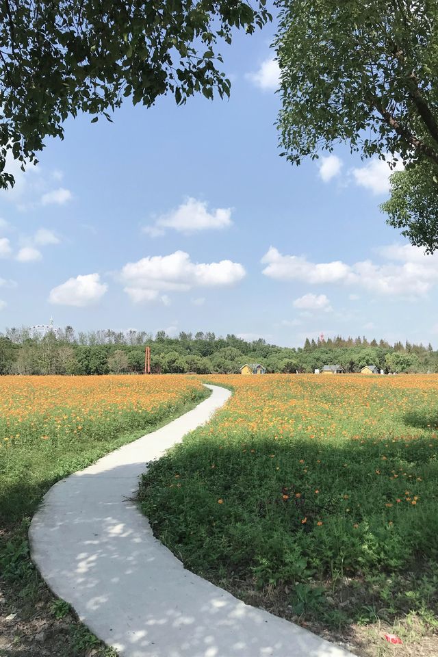 沈楊村遊玩全攻略:滬上隱藏的田園詩 沈楊村遊玩全攻略:滬上隱藏的田園詩