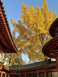 墜入滿屏金黃人們會反覆愛上西安的秋天