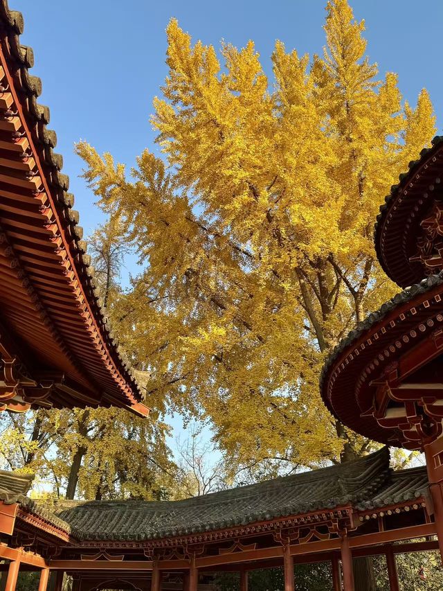 墜入滿屏金黃人們會反覆愛上西安的秋天 墜入滿屏金黃人們會反覆愛上西安的秋天