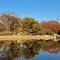  청도의 가을, 이 공원에서 모든 걱정이 사라졌어요 🍂