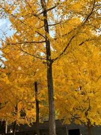 曲江秋日限定金黃秘境