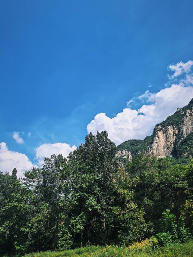 新鄉私藏！0.5h直達的紫色花海，治癒所有不開心