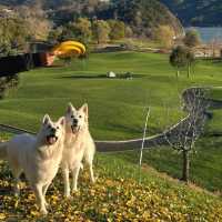  🍂 핑구 징하이호 '산에서 호수로' 당일치기 여행