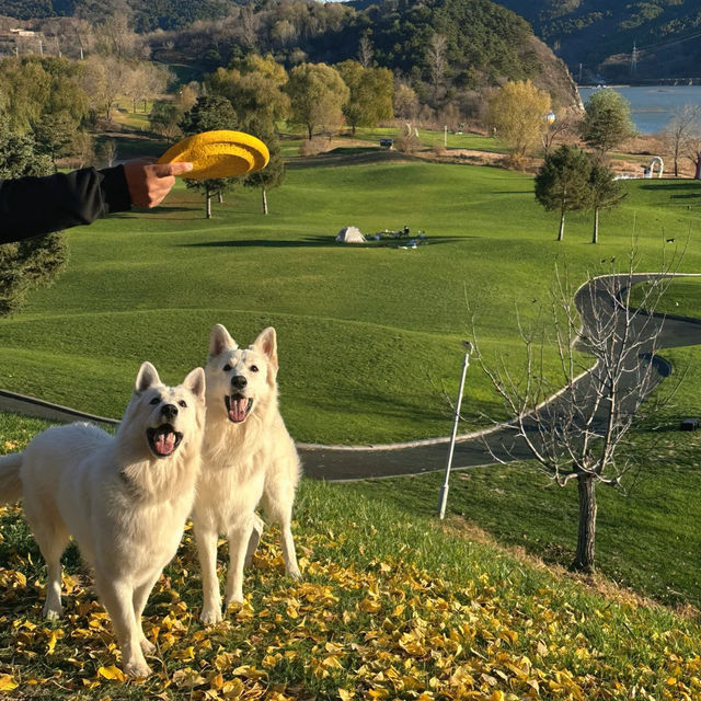  🍂 핑구 징하이호 '산에서 호수로' 당일치기 여행