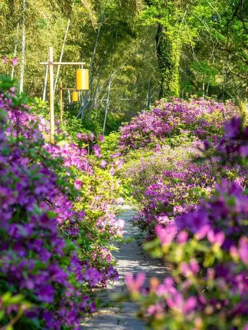 Moshanshan Botanical Garden Essential Guide Must-Visit!