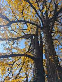 市區1h+達 深秋杭州這個古村落美到失語