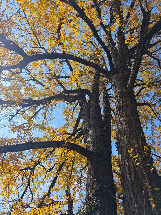 市區1h+達 深秋杭州這個古村落美到失語