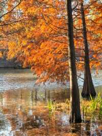 秋冬的燕雀湖美炸了～