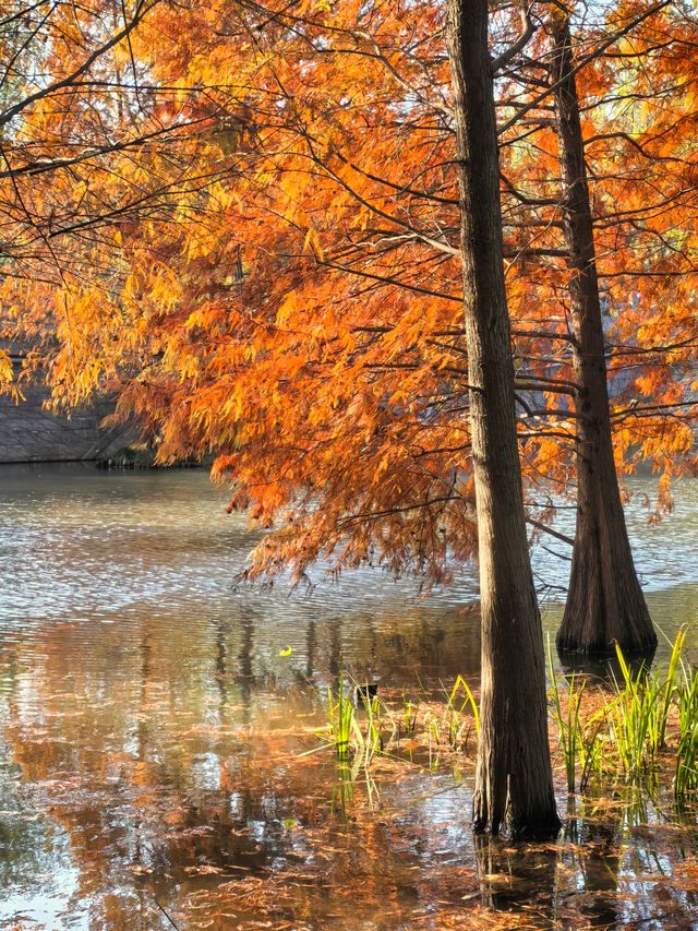 秋冬的燕雀湖美炸了～